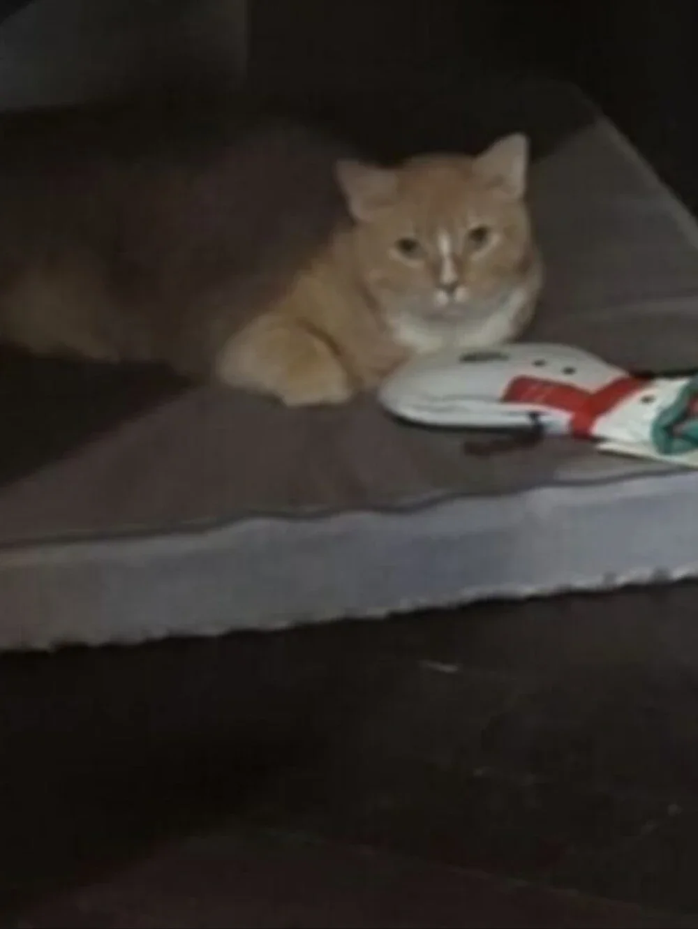 Christmas Kitty Toy! Flopper Pals Polar Bear